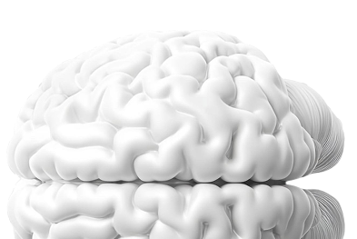 Brain